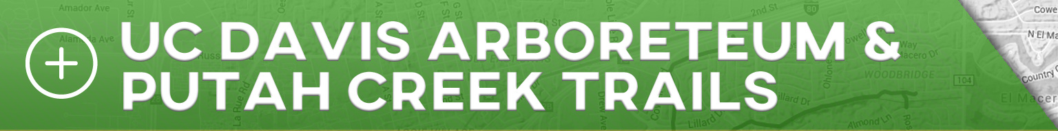 UC Davis Arboreteum and Putah Creek Trails